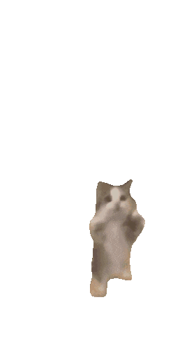Cat gif